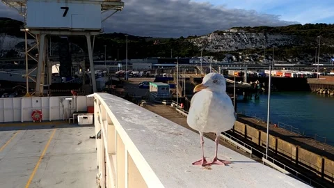 Seagull Hitching a ride on a Ferry leaving Dover 스톡 동영상 219225495