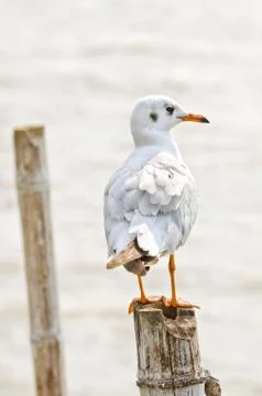 Seagull hold on bamboo Foto stock
