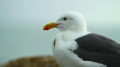 Seagull with hook in the mouth Stock-Footage 55215958