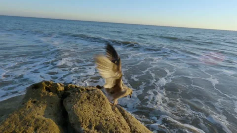 A seagull hopping down a barnacle covered rock and then flying away Stock Footage 167775791