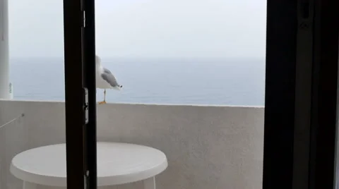 Seagull on hotel balcony Video stock 64026075