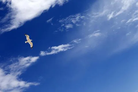 Seagull hover in blue sky with sunlight clouds Stock Photos