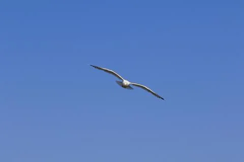 Seagull hover in clear blue sky Stock Photos