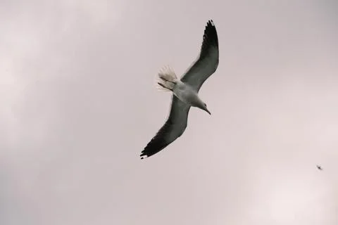 Seagull hover in the sky on an overcast day over the ocean Stock Photos
