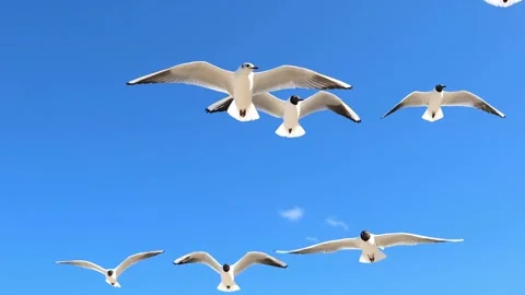 A seagull hover soaring in the summer blue sky Stock Footage 156038584