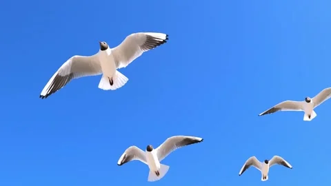A seagull hover soaring in the summer blue sky Stock Footage 156042302