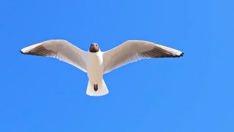 A seagull hover soaring in the summer blue sky Stock Footage 156042538