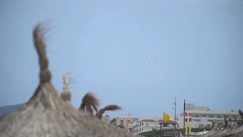 Seagull hovering about the beach 動画素材 128350106