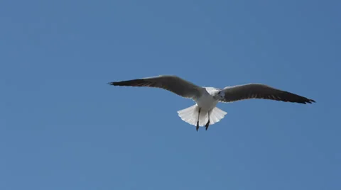 Seagull hovering in the air 動画素材 31965650