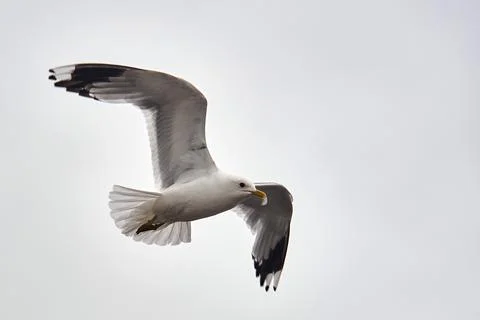 A seagull hovering in the air Stock Photos