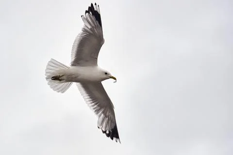 A seagull hovering in the air Stock Photos