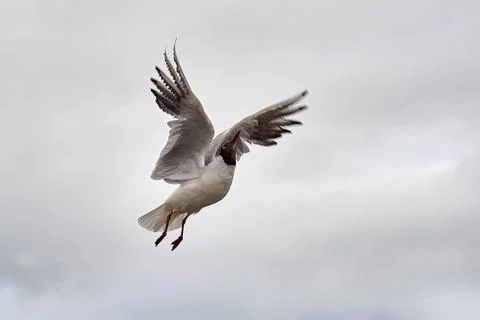 A seagull hovering in the air Stock Photos