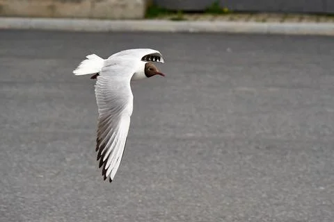 A seagull hovering in the air Stock Photos