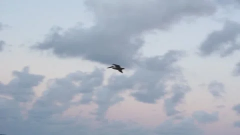 A seagull is hovering and flying above the ocean of a paradisiac island. Vídeo Stock 152639800