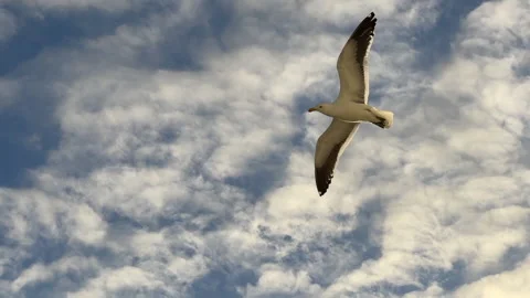 Seagull hovering and soaring. Stock Footage 166716494