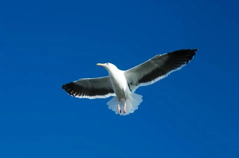 Seagull hovering overhead Foto stock