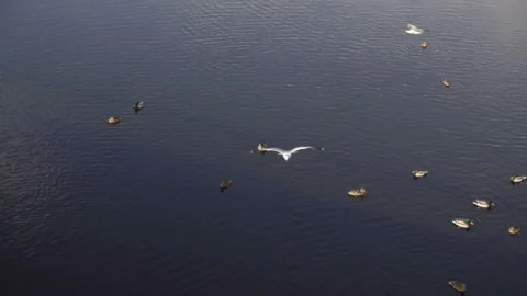 Seagull hovers in slow motion over water with ducks. Stock Footage 150728448