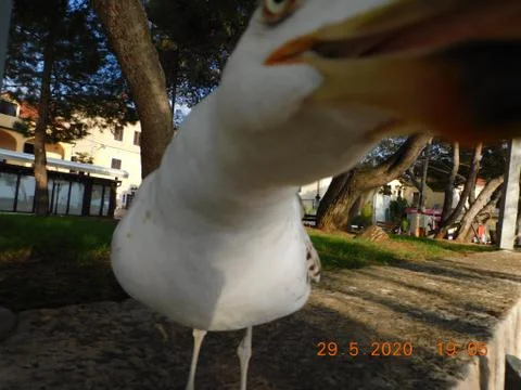 A seagull hungry for photography Stock Photos