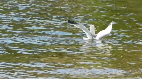 The seagull is hunting Vídeos de archivo 134333384