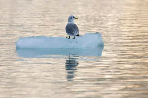 Seagull on an ice floe Stock Photos