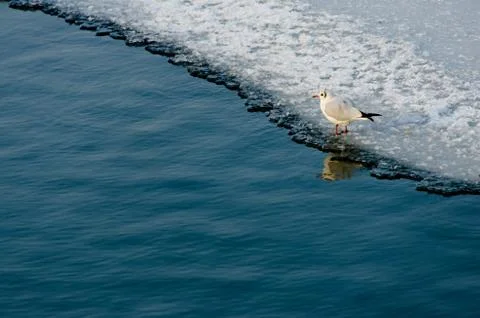 Seagull on ice Stock Photos