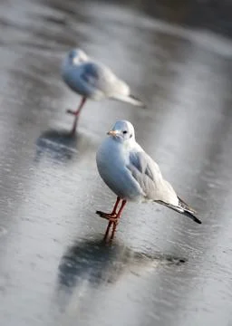 Seagull on ice Stock Photos