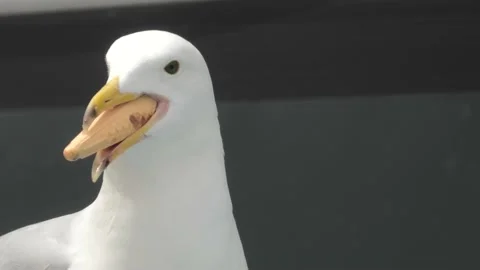 Seagull with icecream Cone in its beak Stock Footage