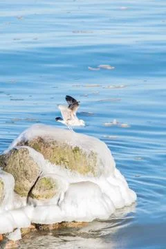 Seagull on icy stone Foto stock