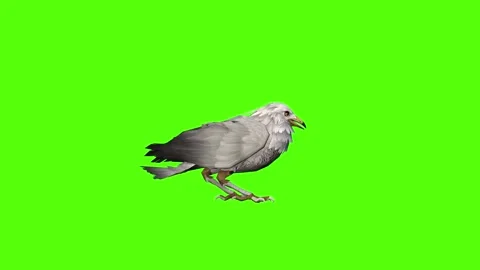 Seagull Idle Green Screen Animation 4k Rendering Stock Footage 296203757