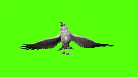 Seagull Idle Green Screen Animation 4k Rendering Video stock 296203773