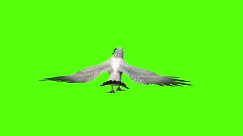 Seagull Idle Green Screen Animation 4k Rendering Video stock 296203774