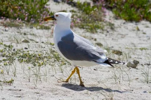 Seagull II Stock Photos
