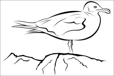 Seagull Stock Illustration