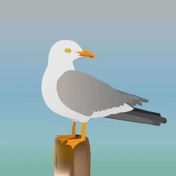Seagull イラスト素材