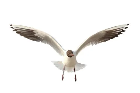 Seagull Stock Illustration