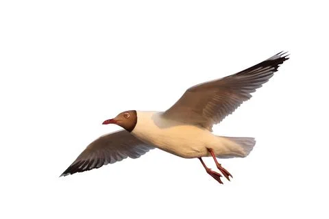 Seagull Stock Illustration