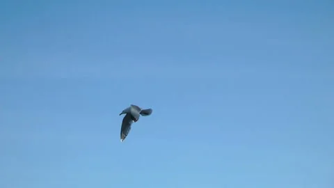 Seagull inflight with solid blue sky background Stock Footage 134404044