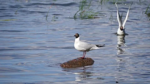 Seagull on the island Stock-Footage 103311402