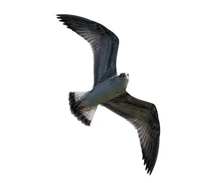 Seagull isolated with clipping path Stock Photos