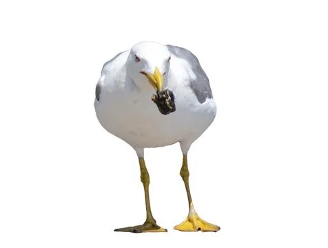 Seagull isolated on white background Stock Photos