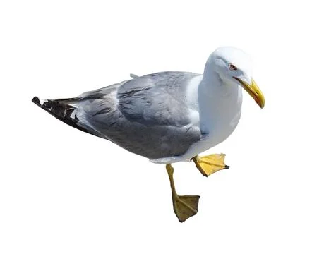 Seagull isolated on white background 스톡 사진