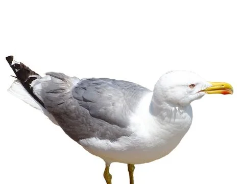 Seagull isolated on white background Stock Photos