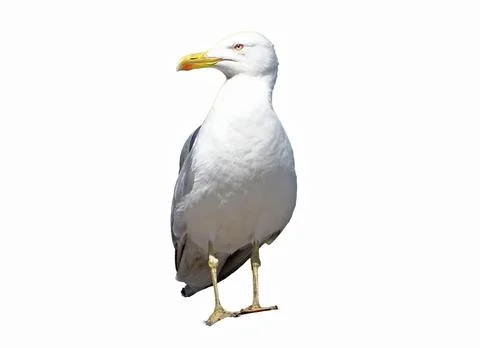 Seagull isolated on white background Фото