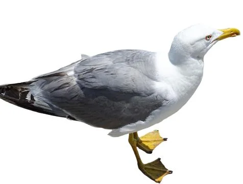 Seagull isolated on white background Stock Photos