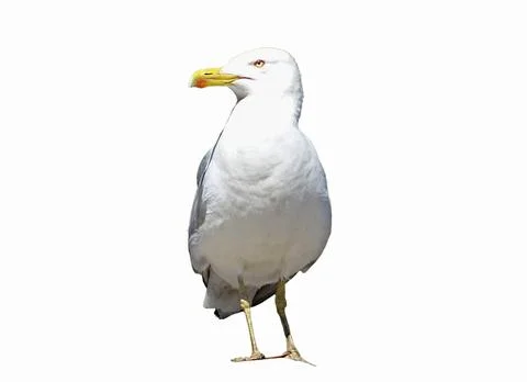 Seagull isolated on white background Стоковые фото
