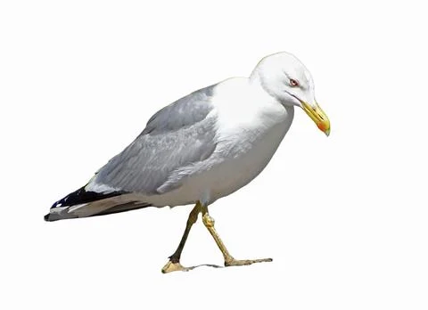 Seagull isolated on white background 库存照片