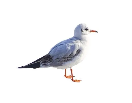 Seagull isolated on white background Fotos Stock