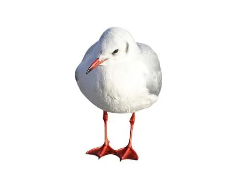 Seagull isolated on white background Stockfoto's