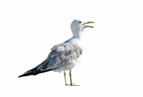 Seagull isolated on white background Photos
