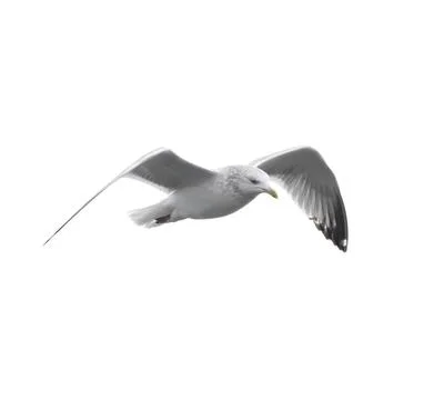 Seagull Isolated on White Stock Photos